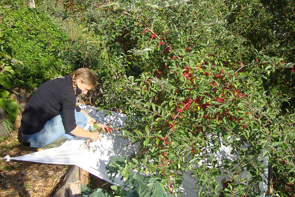 Frau mit Zopf hockt und pflückt rote Beeren von einem Strauch, darunter liegt ein weißes Tuch.