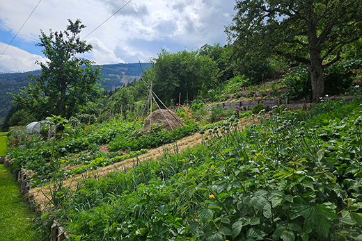 Hanggarten mit verschiedenen Gemüsepflanzen, einem Heuhaufen mit Stützgerüst, Bäumen und Bergen im Hintergrund unter bewölktem Himmel.