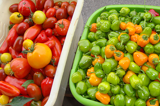Zwei Behälter mit frischem Gemüse: links verschiedene rote und gelbe Tomaten, rechts grüne und orange Paprikaschoten